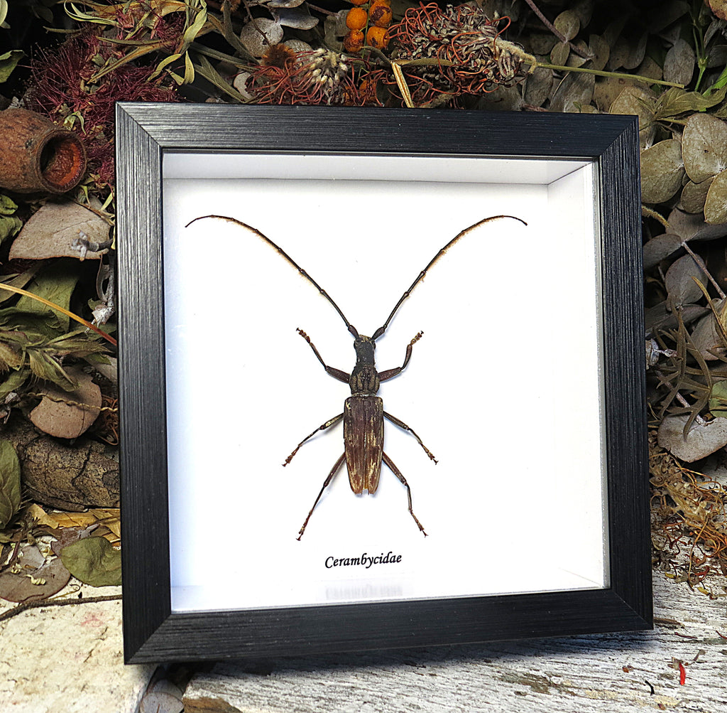 Cerambycidae