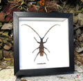 Cerambycidae