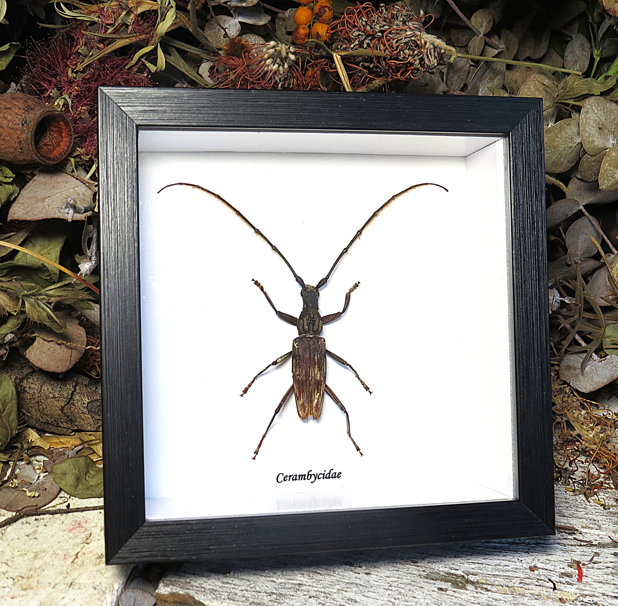 Cerambycidae