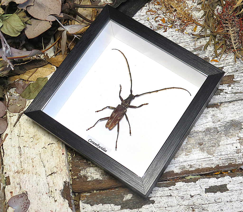 Cerambycidae