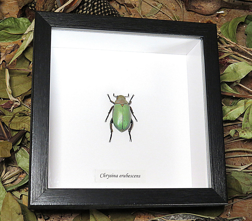 Chrysina erubescens