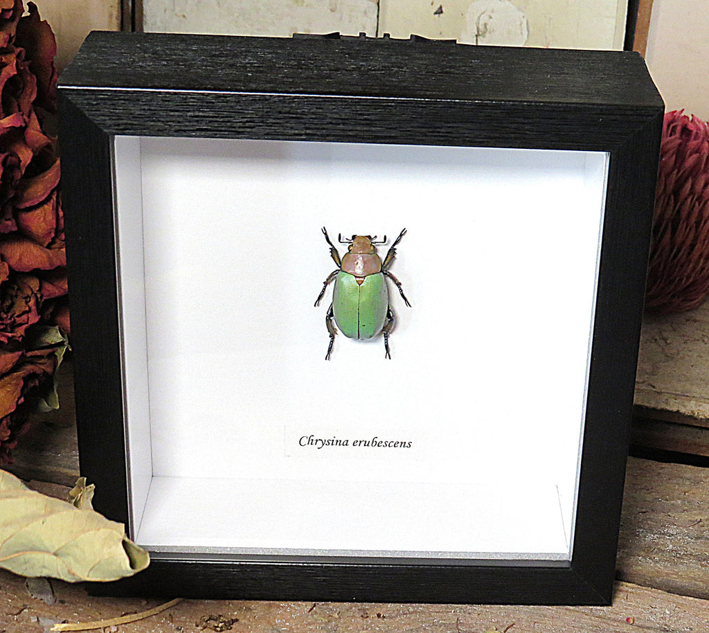 Chrysina erubescens