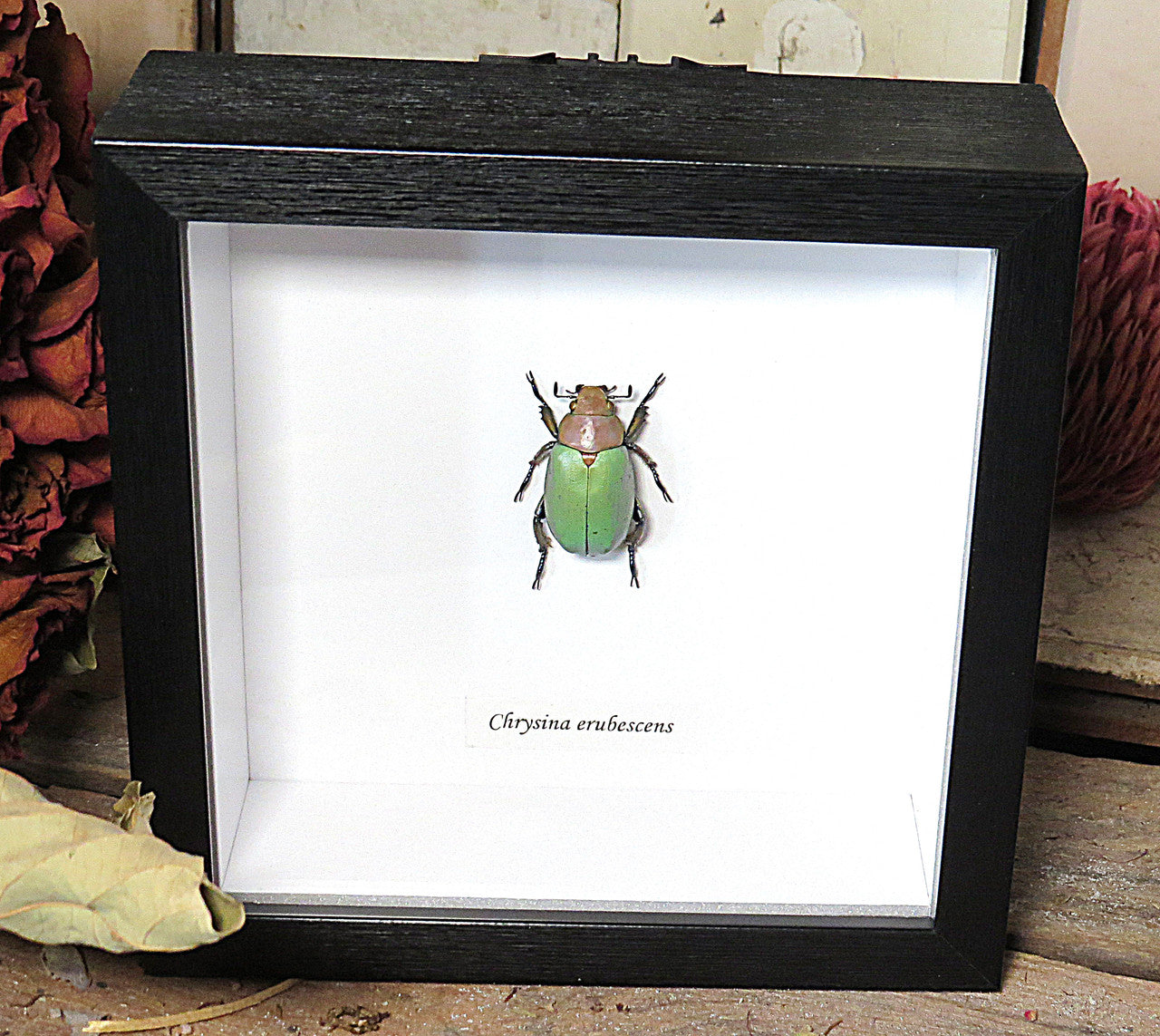 Chrysina erubescens
