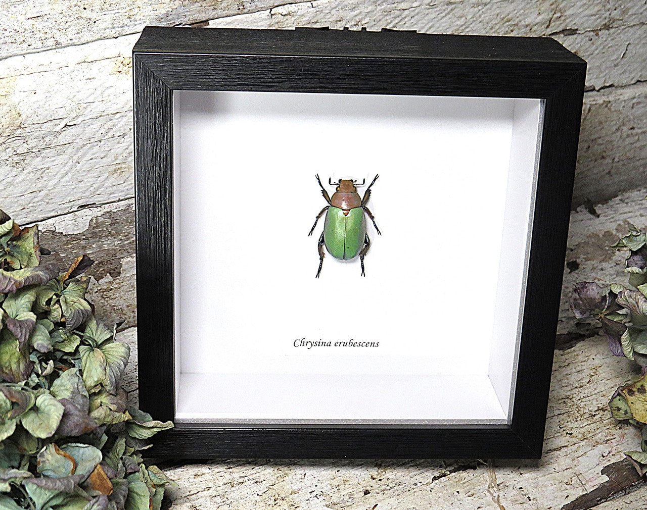 Chrysina erubescens