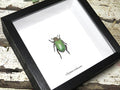 Chrysina erubescens