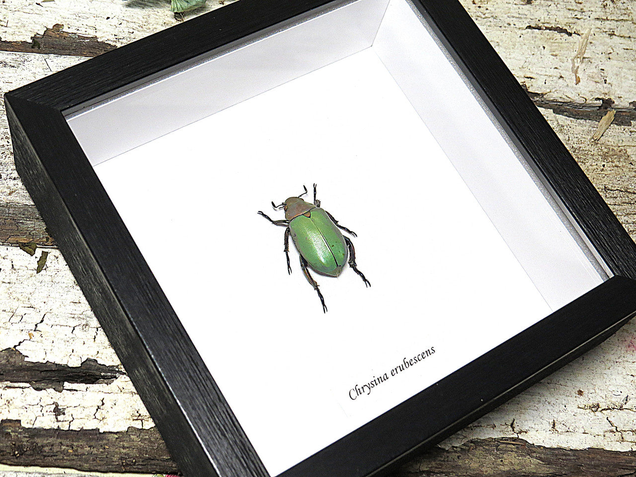 Chrysina erubescens