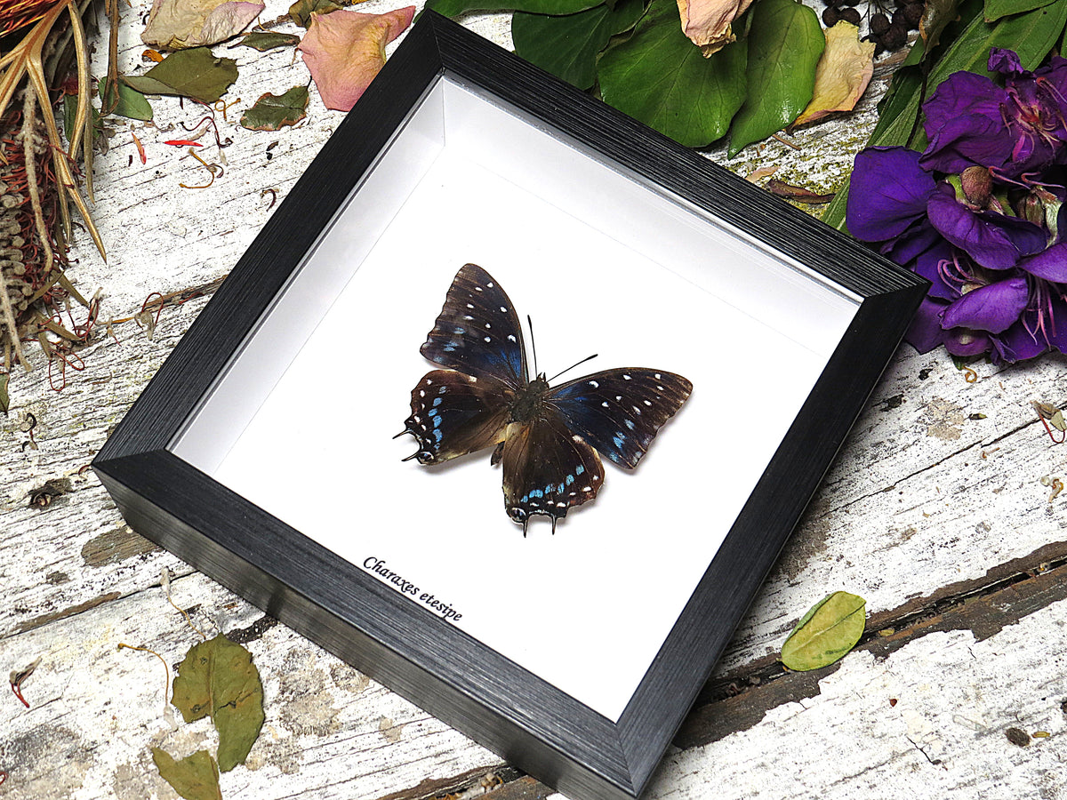 Charaxes etesipe
