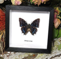 Charaxes etesipe
