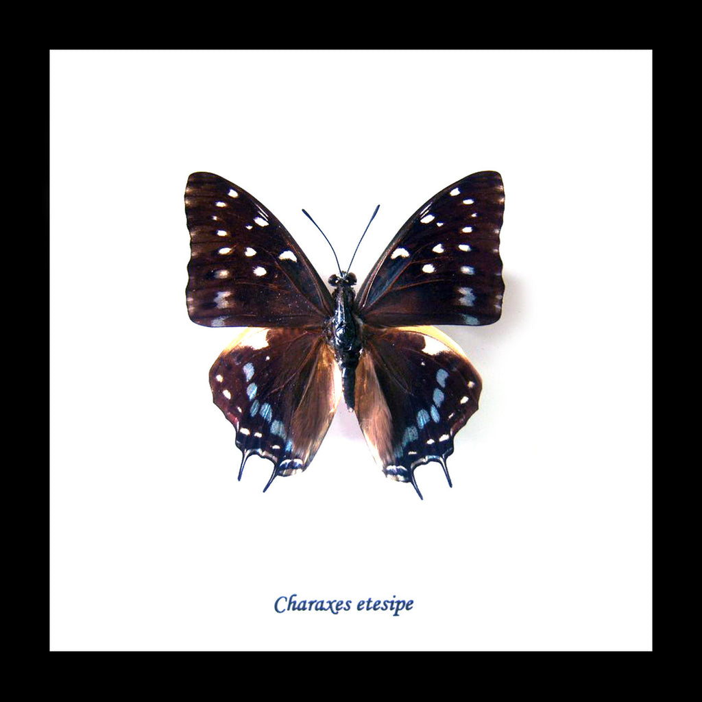 Butterfly frame Charaxes etesipe Bits&Bugs 