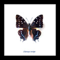 Butterfly frame Charaxes etesipe Bits&Bugs 