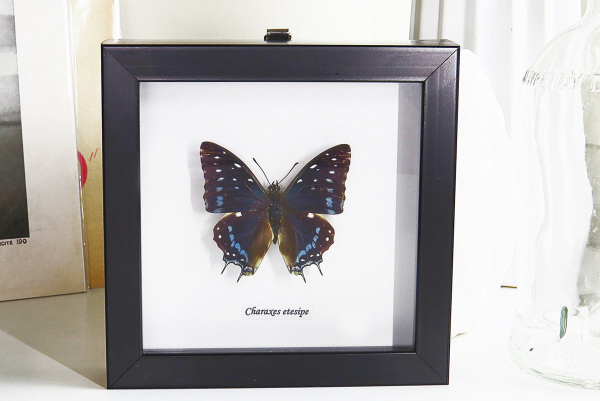 Butterfly frame Charaxes etesipe Bits&Bugs 