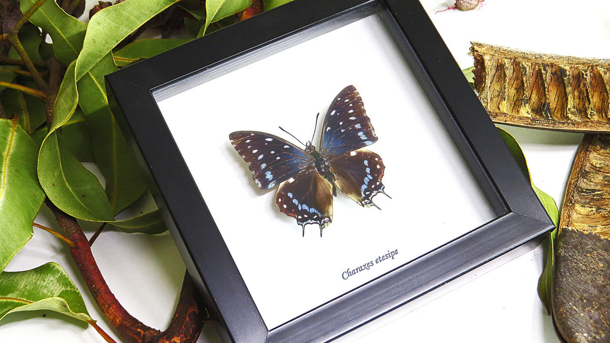 Butterfly frame Charaxes etesipe Bits&Bugs 