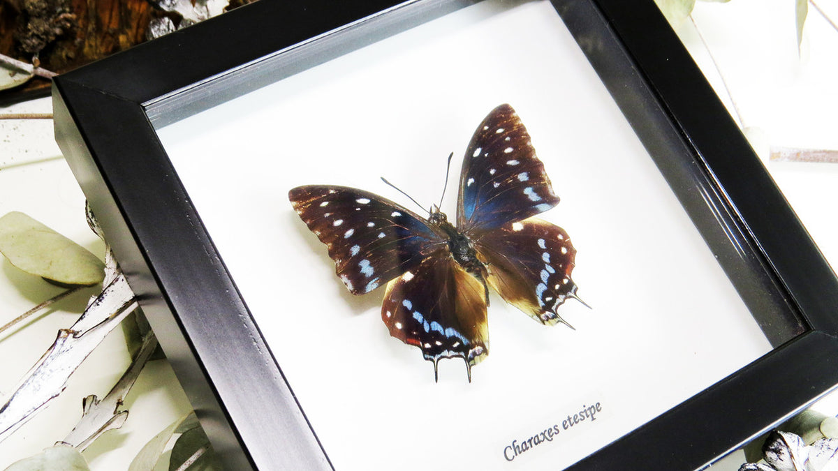 Butterfly frame Charaxes etesipe Bits&Bugs 