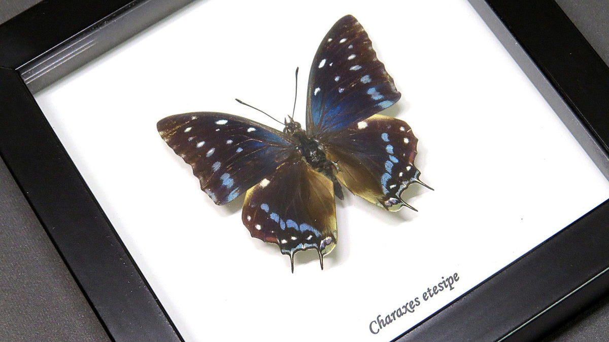 Butterfly frame Charaxes etesipe Bits&Bugs 