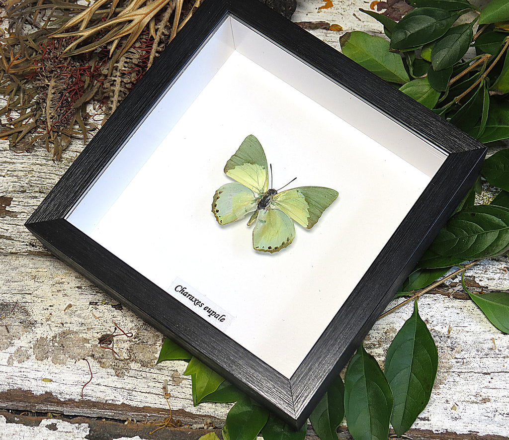Charaxes eupale