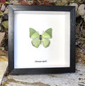 Charaxes eupale