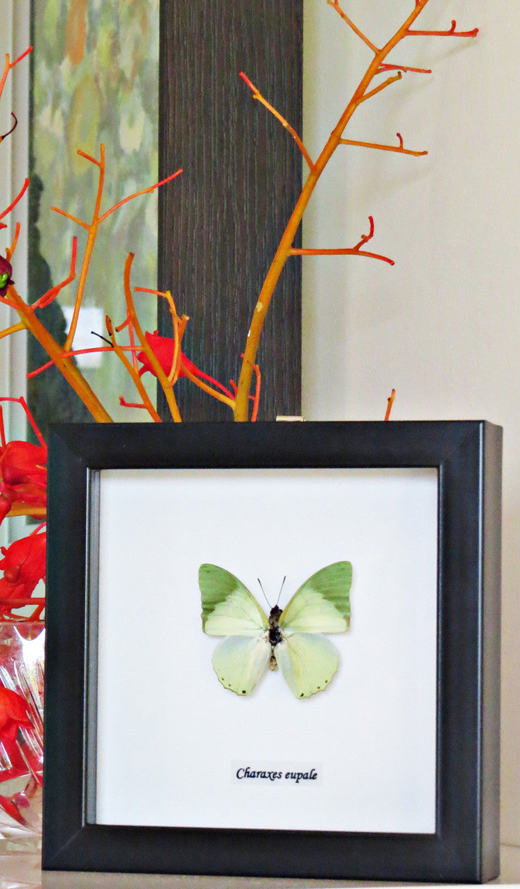 Charaxes eupale