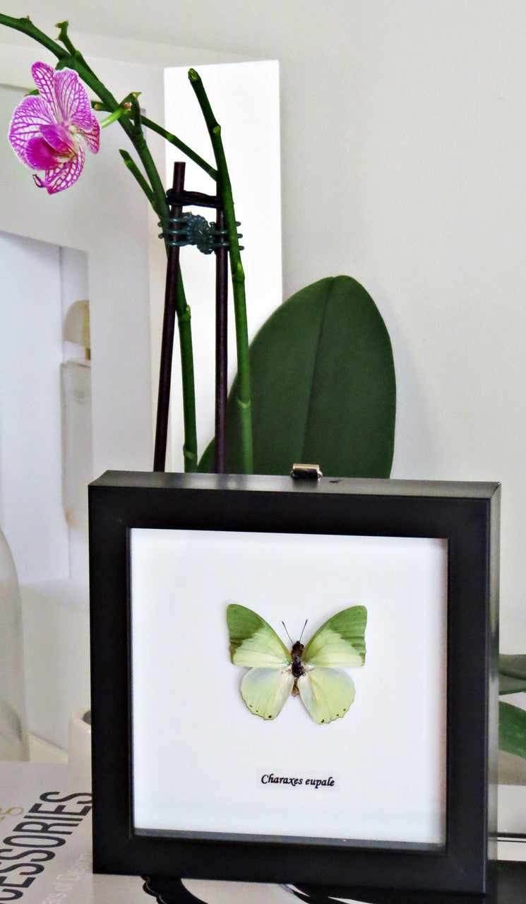 Charaxes eupale