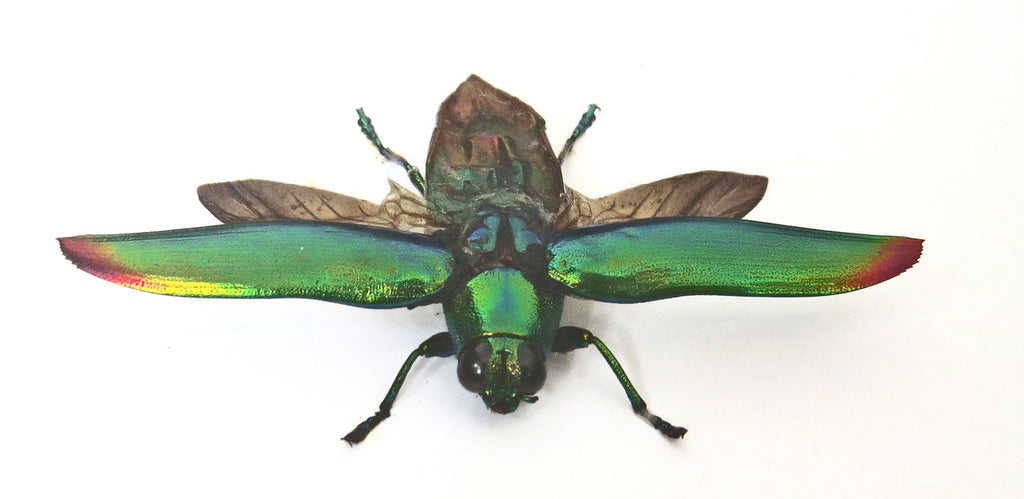 Chrysochroa fulminans Bits and Bugs 