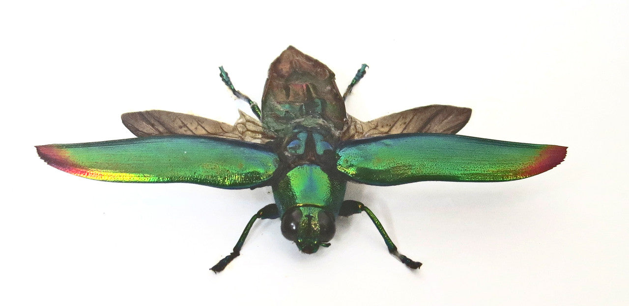Chrysochroa fulminans Bits and Bugs 
