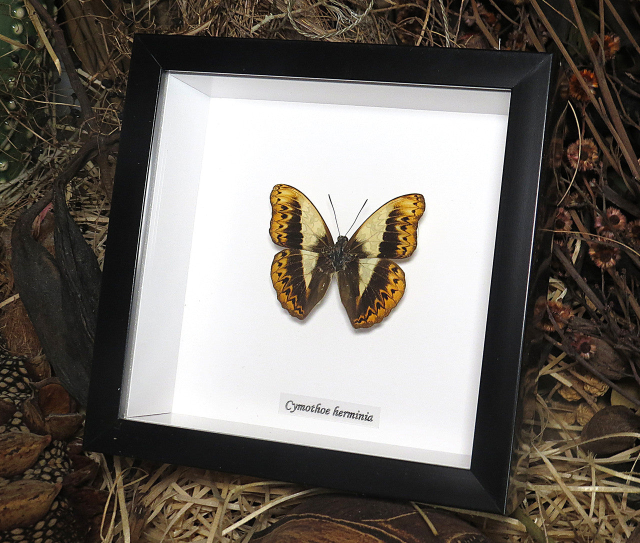 Cymothoe herminia