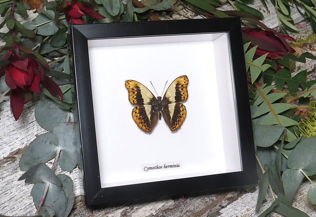 Cymothoe herminia