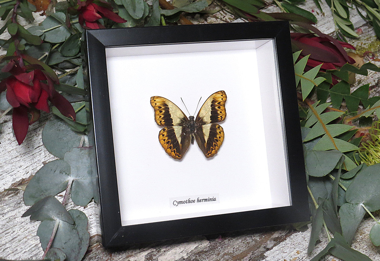 Cymothoe herminia