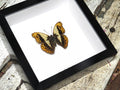 Cymothoe herminia