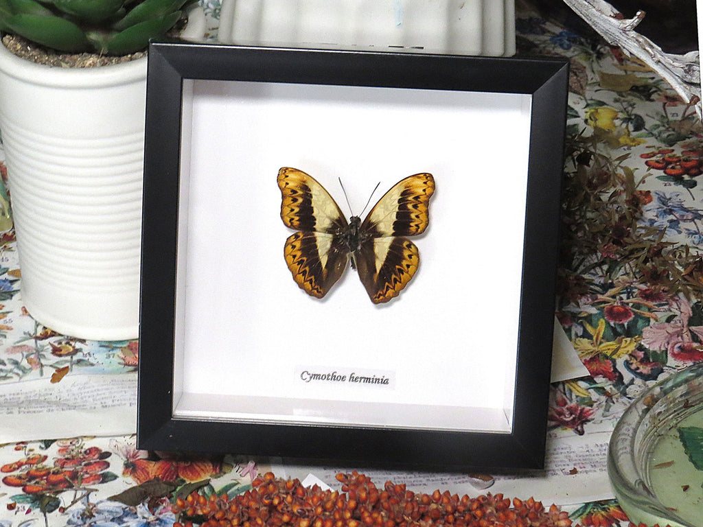 Cymothoe herminia