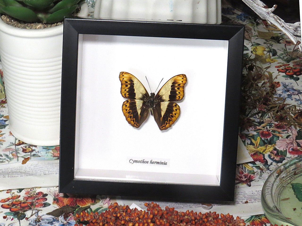 Cymothoe herminia