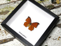 Charaxes paphianus