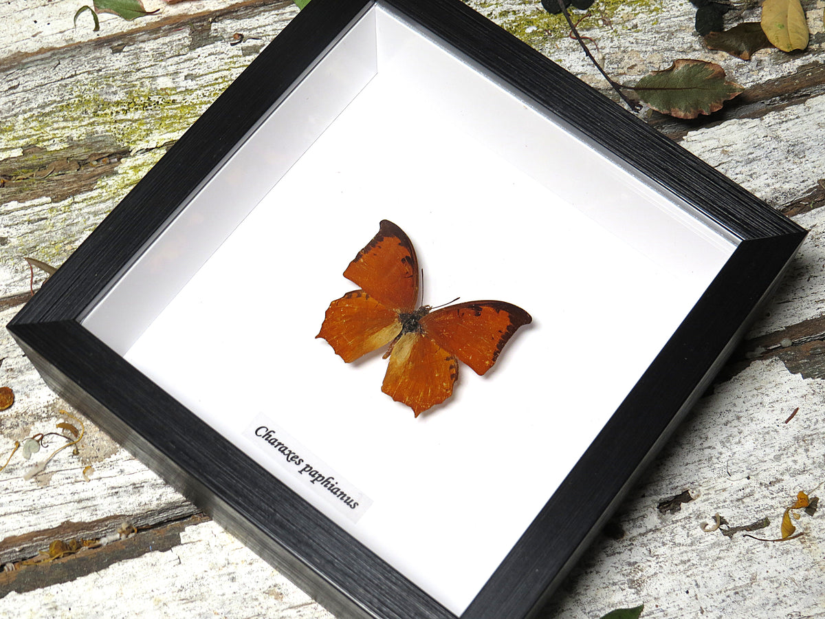 Charaxes paphianus
