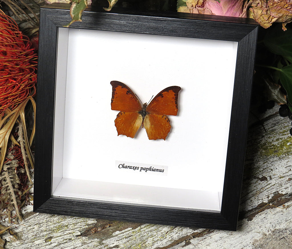Charaxes paphianus