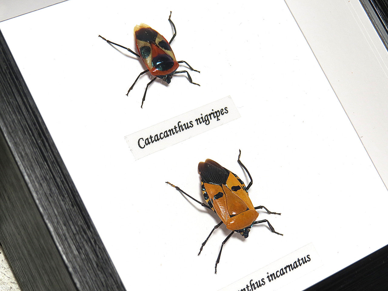 Catacanthus