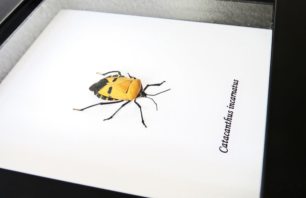 Catacanthus incarnatus Man Faced stink bug
