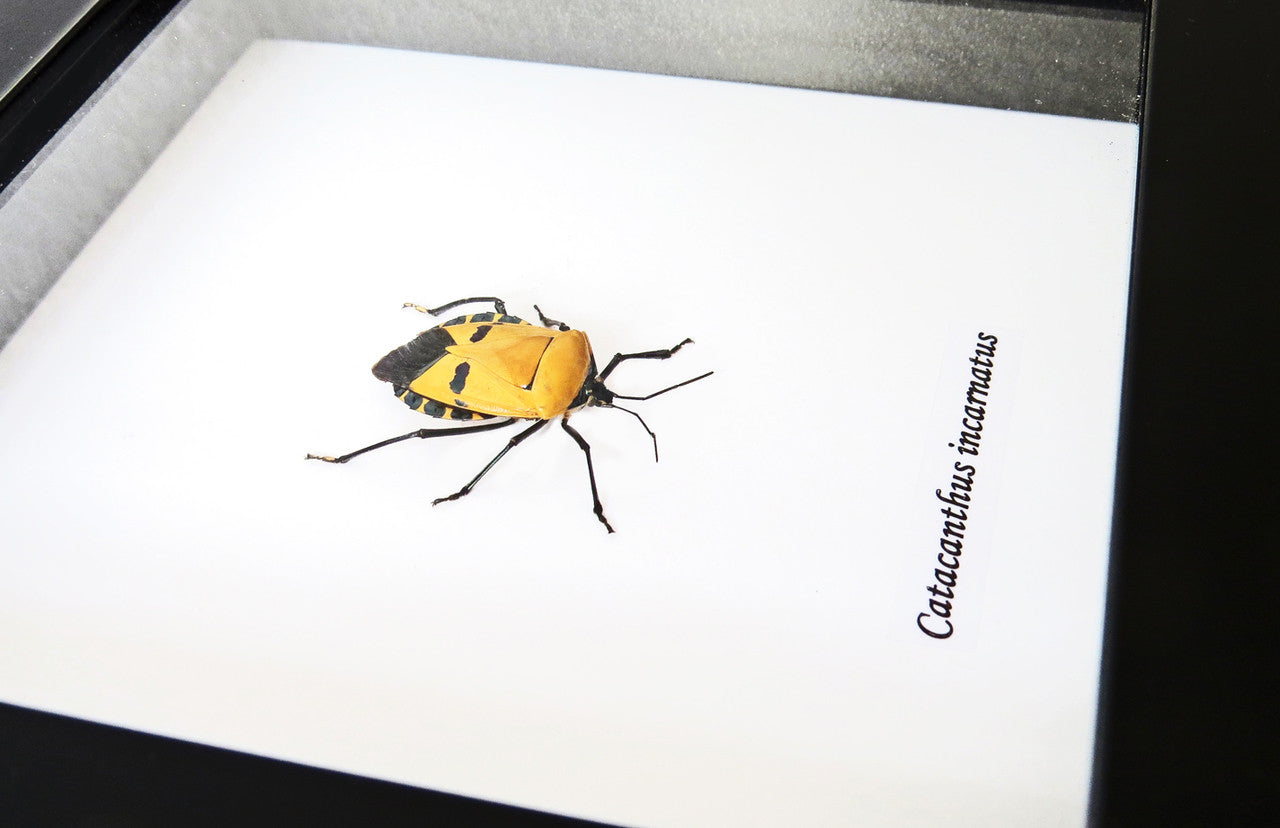 Catacanthus incarnatus Man Faced stink bug