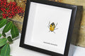 Catacanthus incarnatus Man Faced stink bug