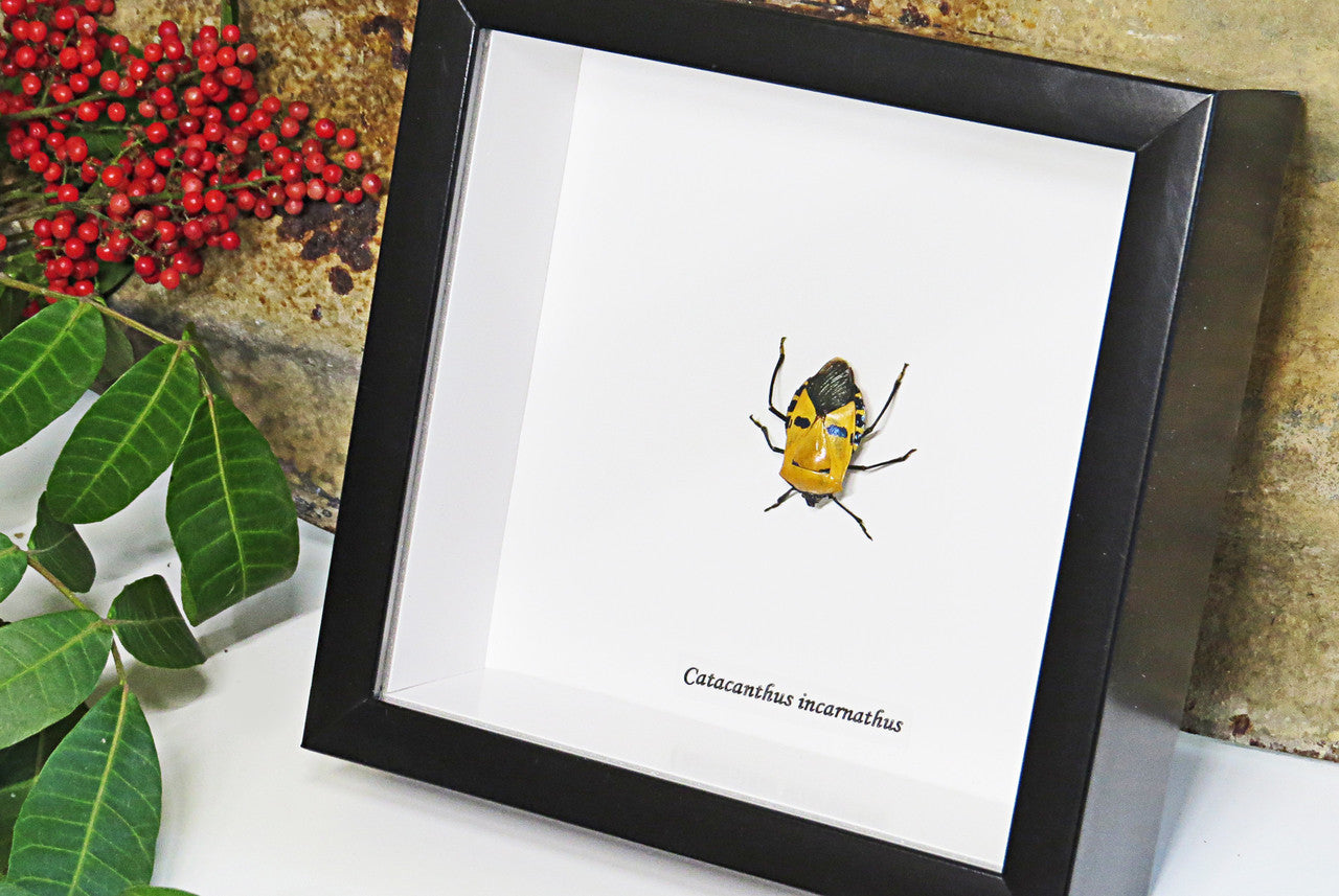 Catacanthus incarnatus Man Faced stink bug