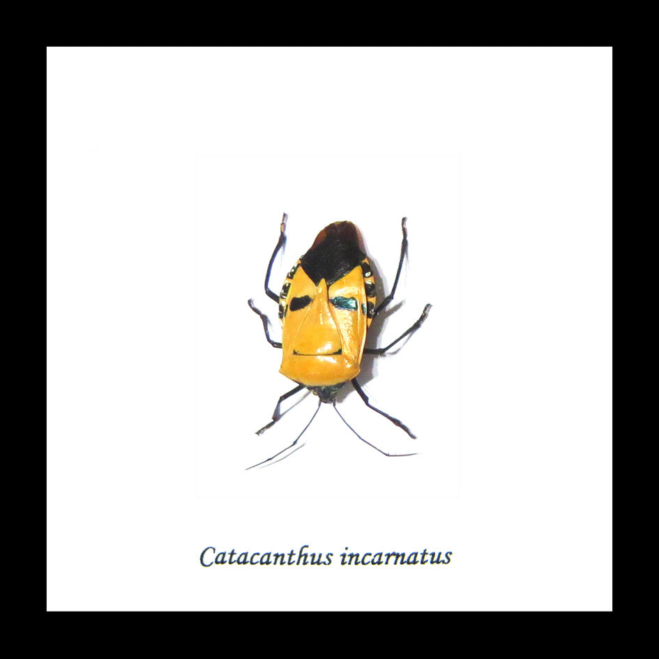 Catacanthus incarnatus Man Faced stink bug