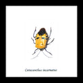 Catacanthus incarnatus Man Faced stink bug