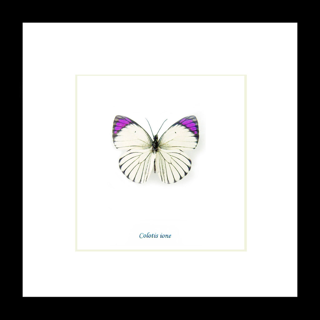 Colotis ione