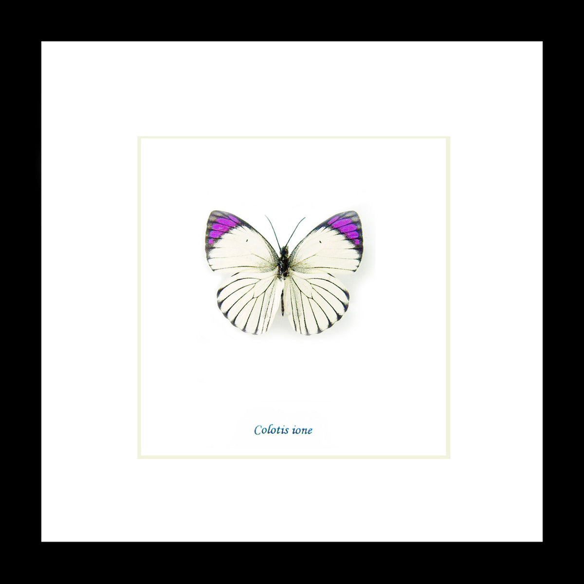 Colotis ione