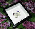 Colotis ione Male