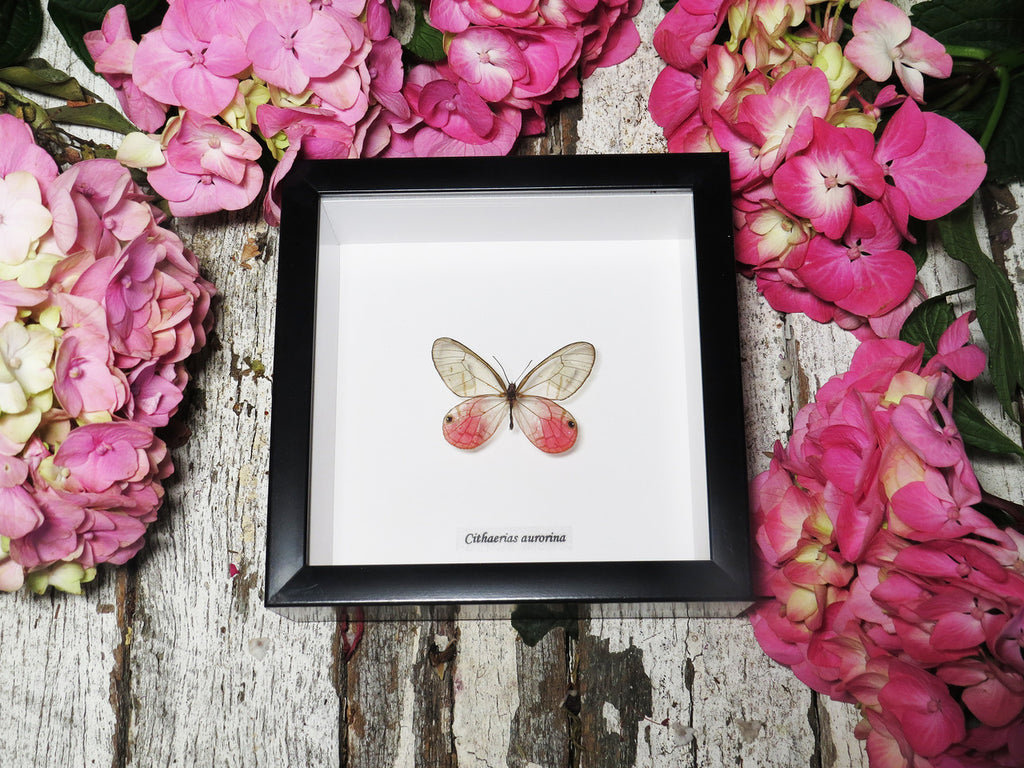 Cithaerias aurorina