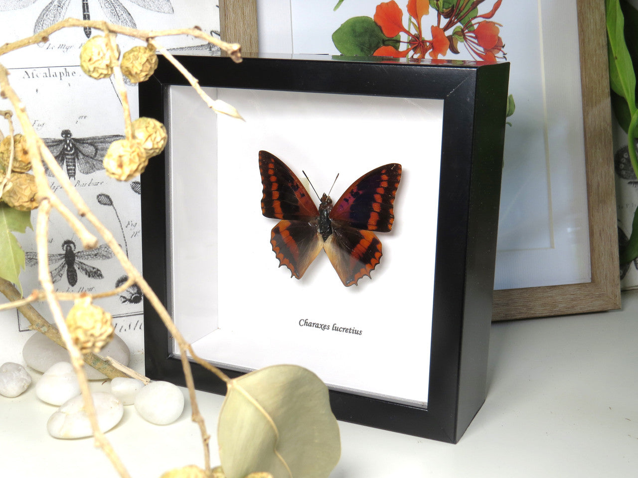 Charaxes lucretius