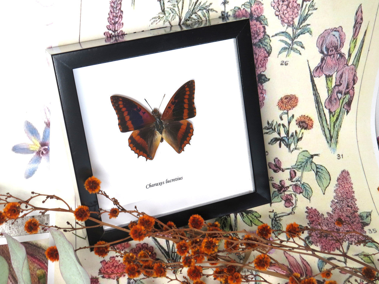 Charaxes lucretius