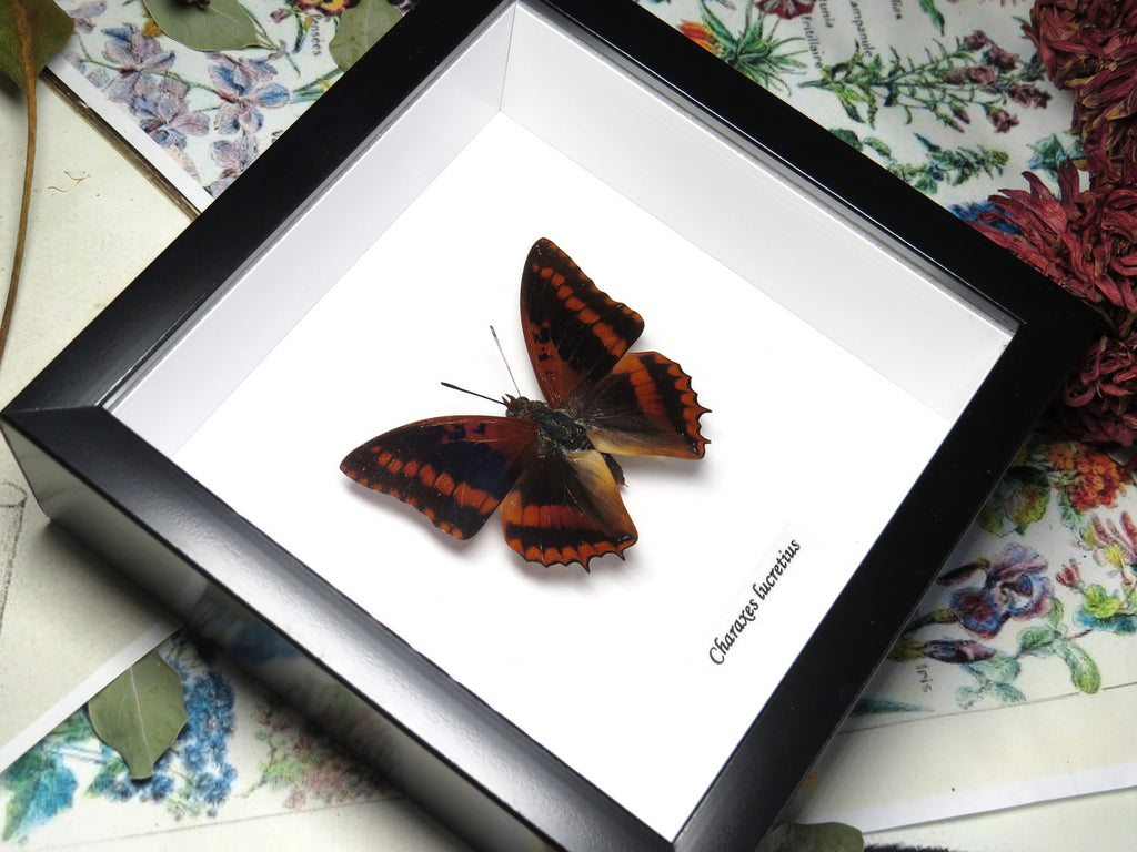 Charaxes lucretius