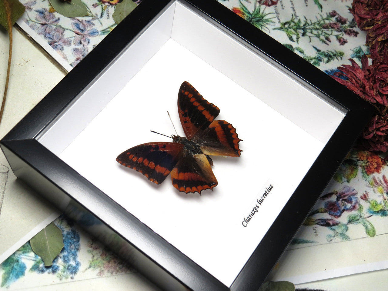 Charaxes lucretius