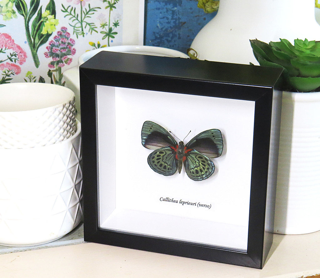butterfly for sale Australia home decor interior design Callithea leprieuri bits & bugs
