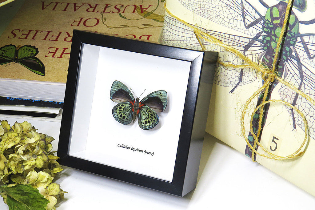 butterfly for sale Australia home decor interior design Callithea leprieuri bits & bugs